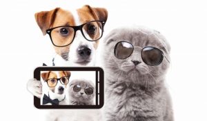 メガネをかけた犬と猫